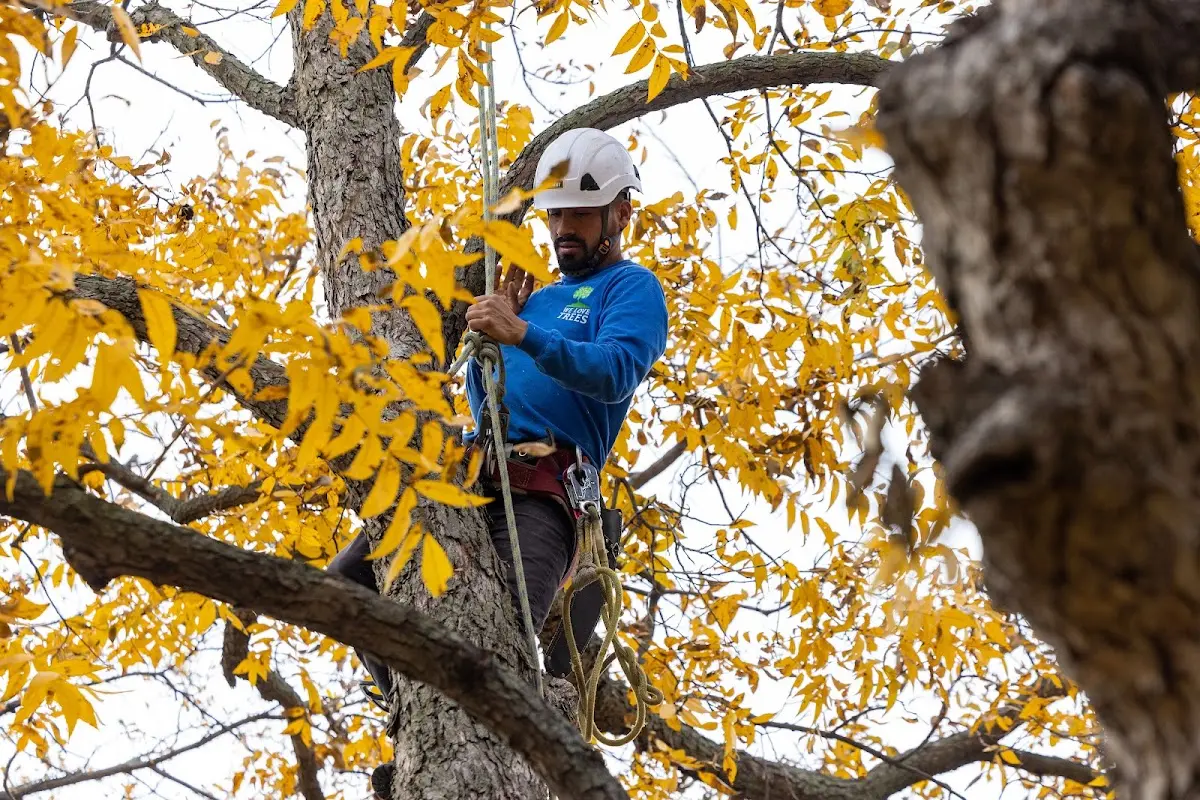 Skilled Tree Pruning crew working in Wailuku